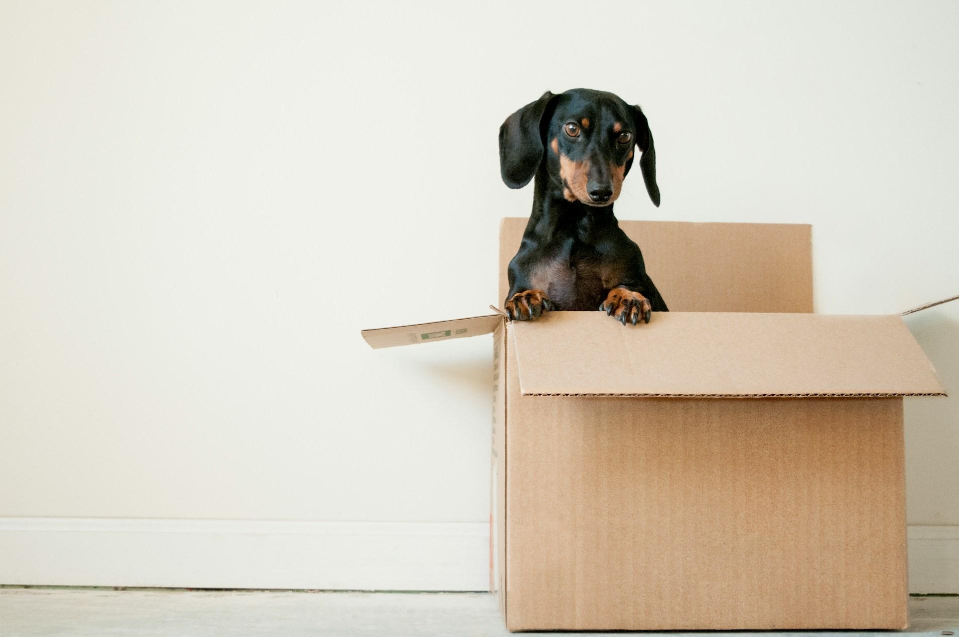 Dog in a box