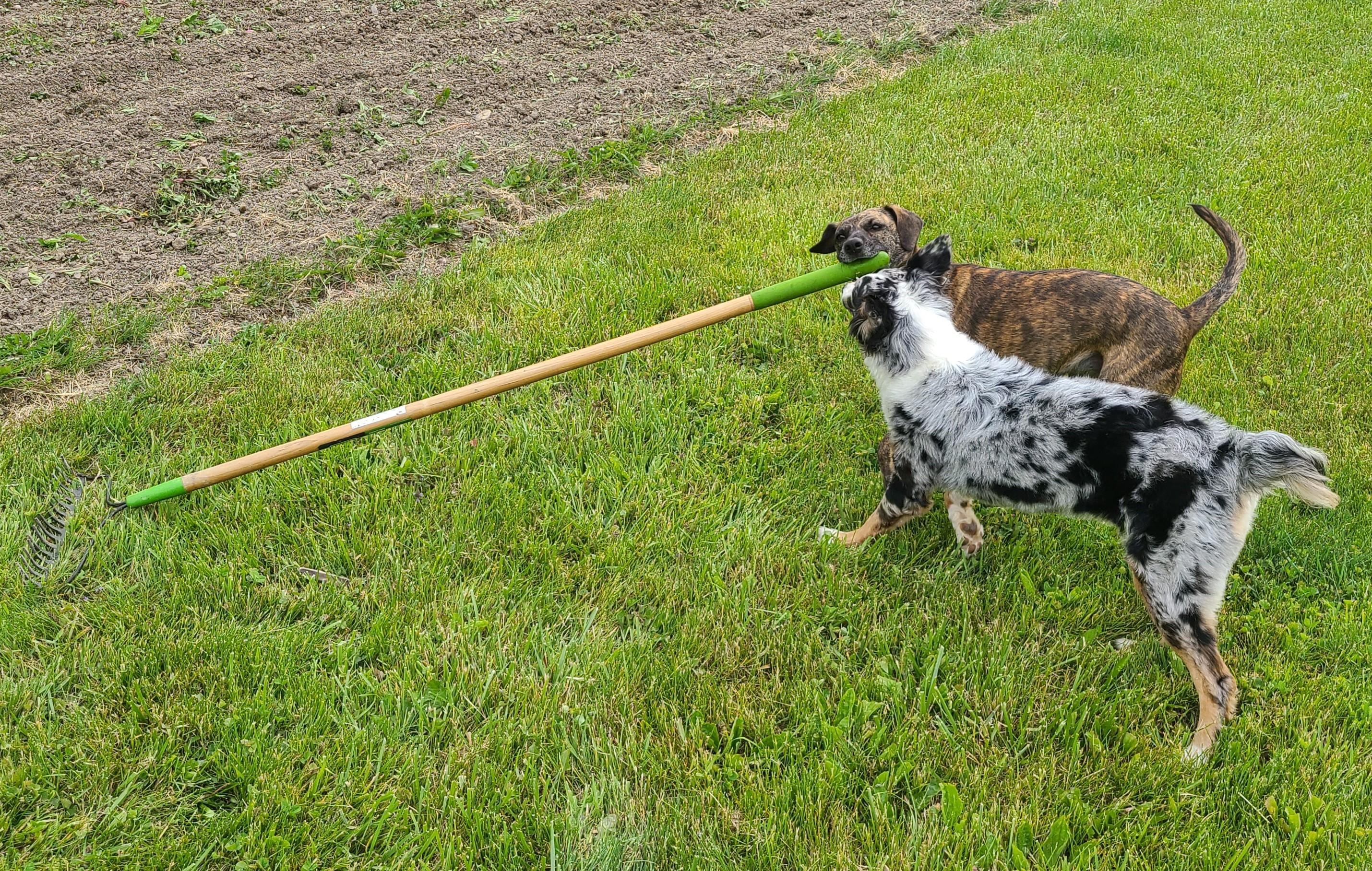 Our dogs, Hazel and Ember, taking up the family business raking.