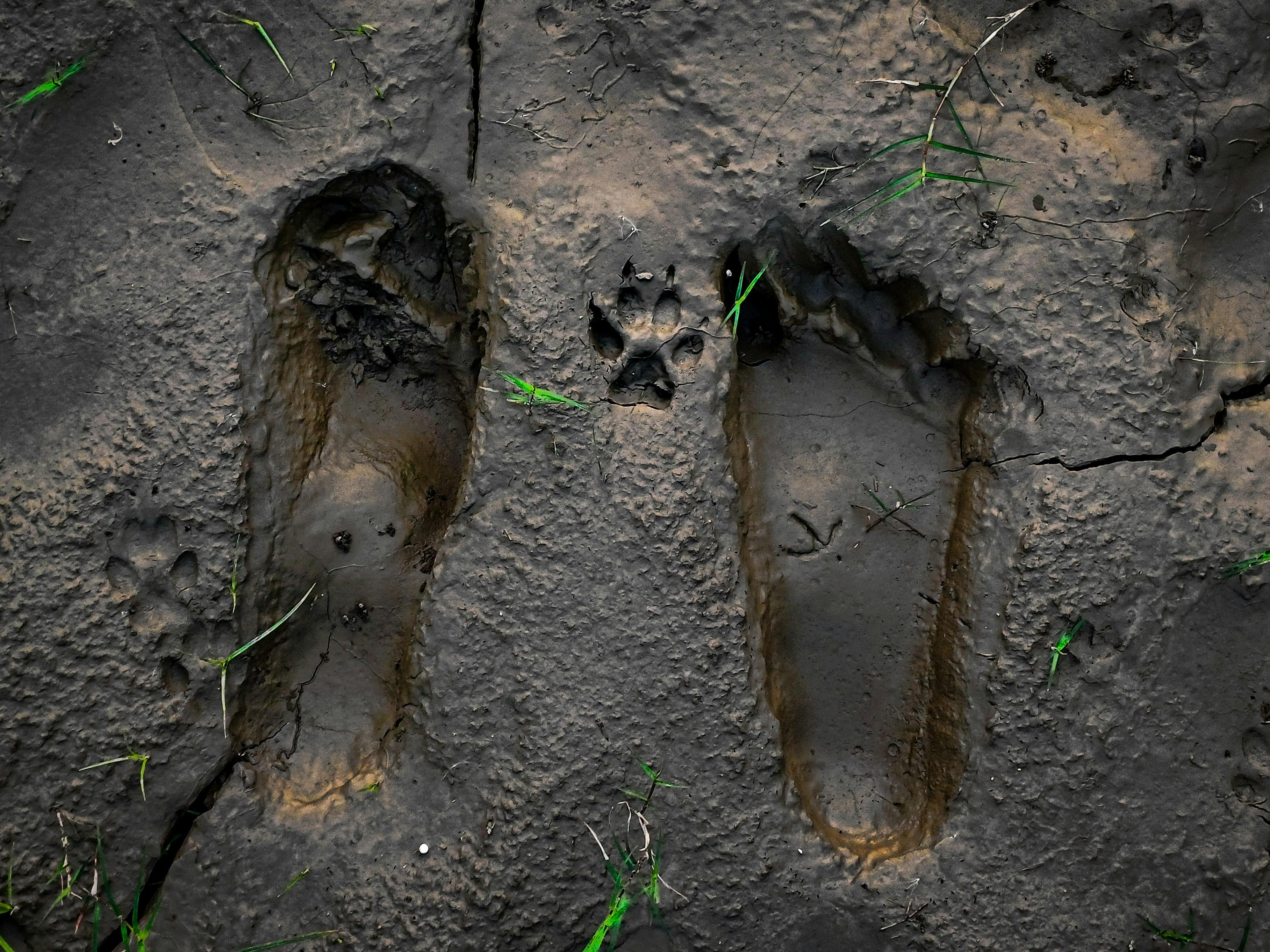 Footprints and pawprints in mud, symbolizing next steps.