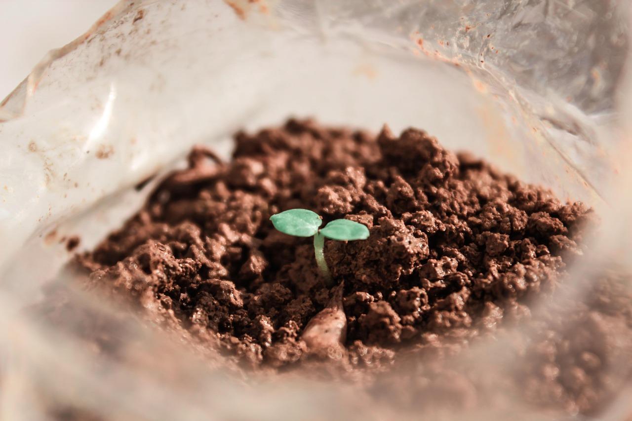 A budding plant in dirt.